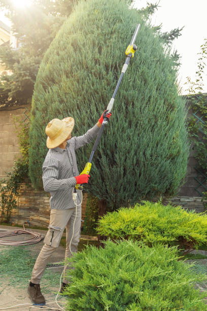 Professional Tree Services in Greenwood, PA